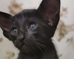 Кошки в Москве: Ориентальная девочка, маленькая пантерка Девочка, 65 000 руб. - фото 1