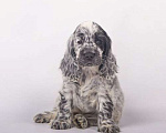 Собаки в Солнечногорске: Щенки Английского кокер-спаниеля Мальчик, 60 000 руб. - фото 5