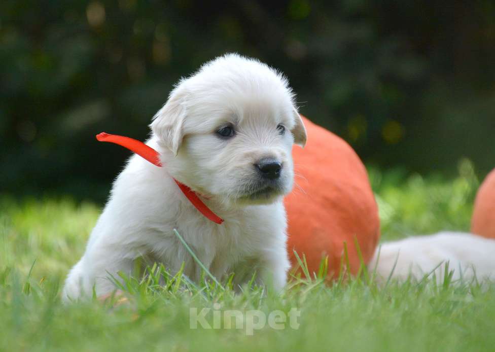 Собаки в Москве: Щенки золотистого ретривера. Мальчик, Бесплатно - фото 8