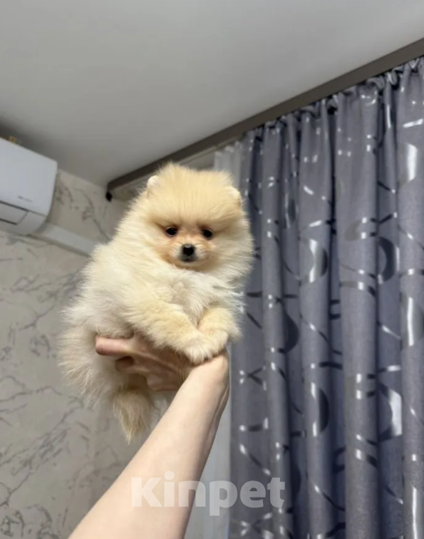 Собаки в Москве: Девочка Девочка, 25 000 руб. - фото 1