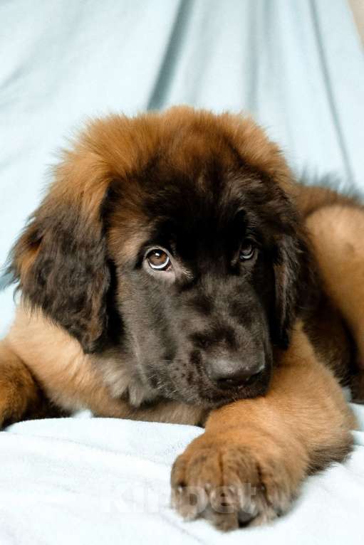 Собаки в Йошкаре-Оле: Продажа щенка Девочка, Бесплатно - фото 3