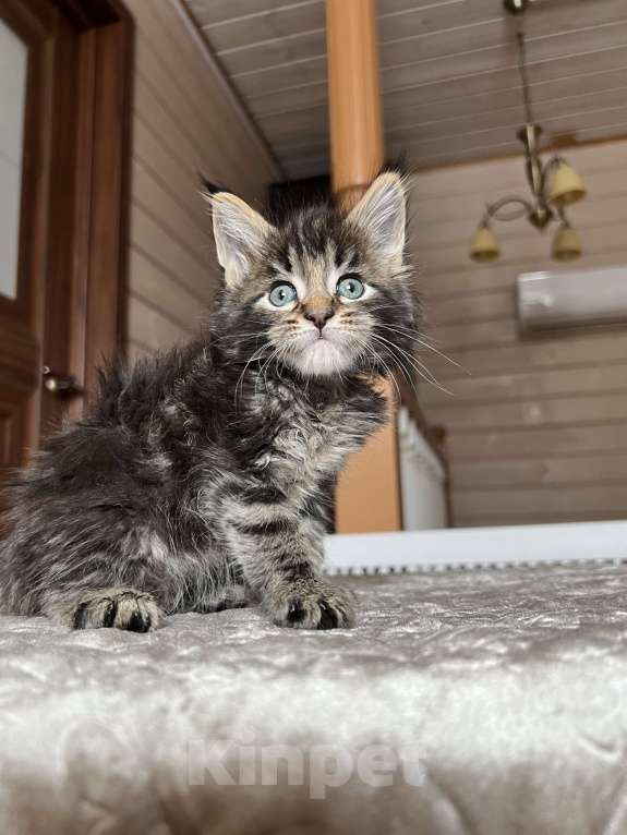 Кошки в Москве: Мейн-кун мальчик Девочка, 55 000 руб. - фото 2