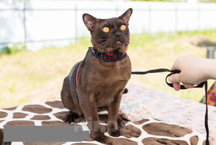 Кошки в Санкт-Петербурге: Бурманский кот вязка  Мальчик, Бесплатно - фото 1