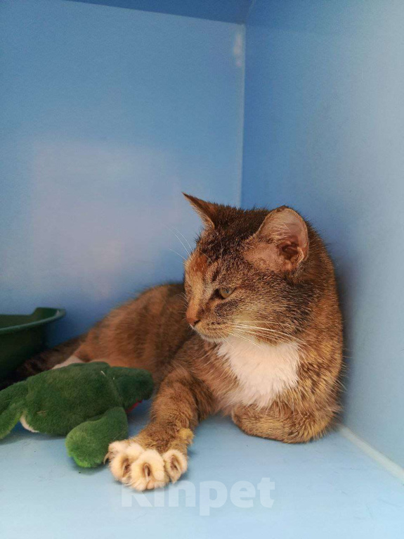 Кошки в Москве: Дорога домой несправедливо затянулась  Девочка, Бесплатно - фото 2