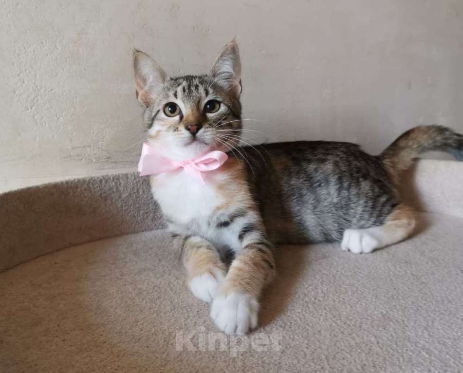 Кошки в Москве: Очаровательная ласковая 4 мес малышка Тося в добрые руки Девочка, Бесплатно - фото 5