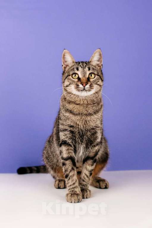 Кошки в Москве: Ручная Супер-кошь Тома Девочка, 1 руб. - фото 10