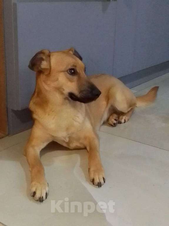 Собаки в Москве: Очень классная небольшая собачка Девочка, Бесплатно - фото 6