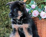 Собаки в Котельнике: Красивые щенки, 35 000 руб. - фото 9