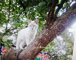 Кошки в Краснодаре: Кот для вязки, 700 руб. - фото 4