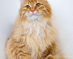 Кошки в Рязани: Рыжие котята, Бесплатно - фото 4