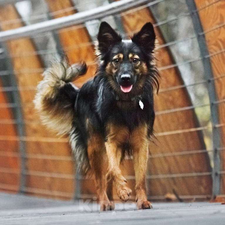 Собаки в Москве: Необыкновенная красавица Клер ждет свою семью. Девочка, Бесплатно - фото 7