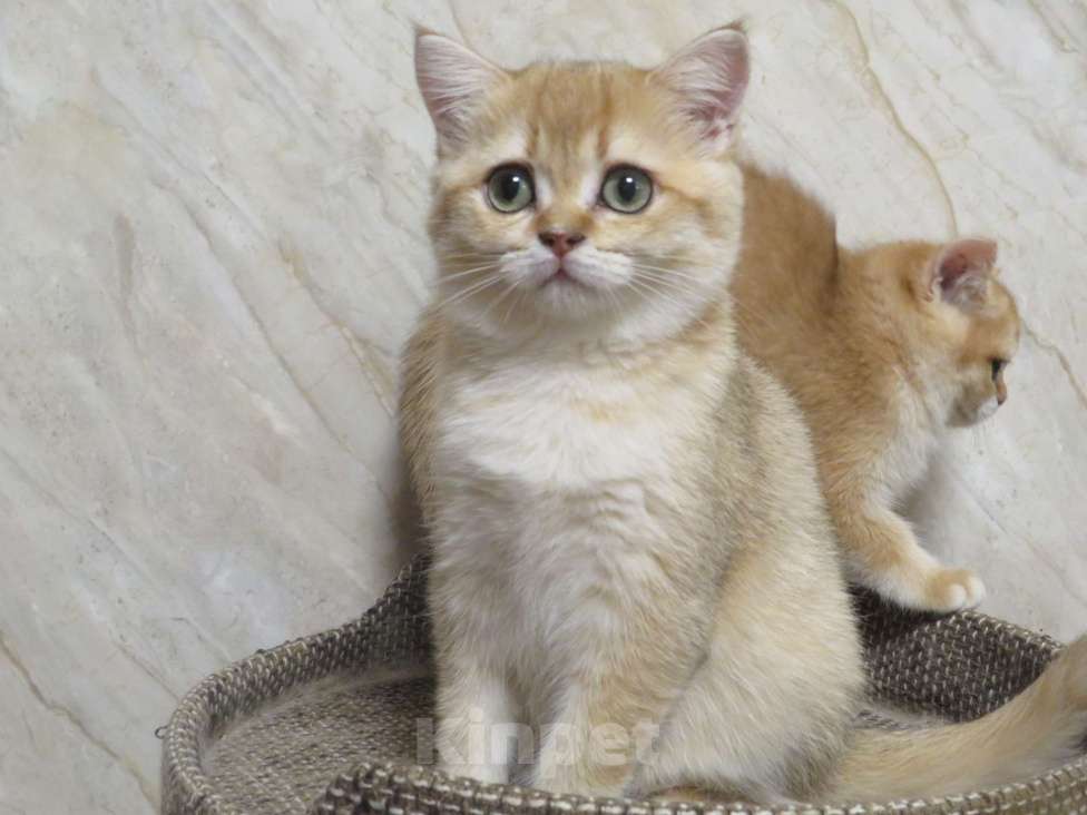 Кошки в Москве: Шотландская кошечка в золотой шубке Девочка, 50 000 руб. - фото 2
