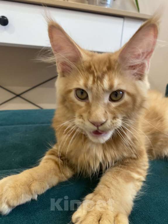 Кошки в Балашихе: Рыжий мальчик  Мальчик, 40 000 руб. - фото 2