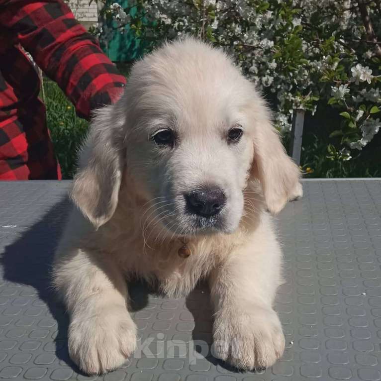 Собаки в Ставрополе: Высокопородные щенки золотистого ретривера от выставочных родителей Мальчик, Бесплатно - фото 6