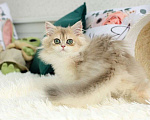 Кошки в Владивостоке: Британский котёнок в шикарной шубке Мальчик, 120 000 руб. - фото 2