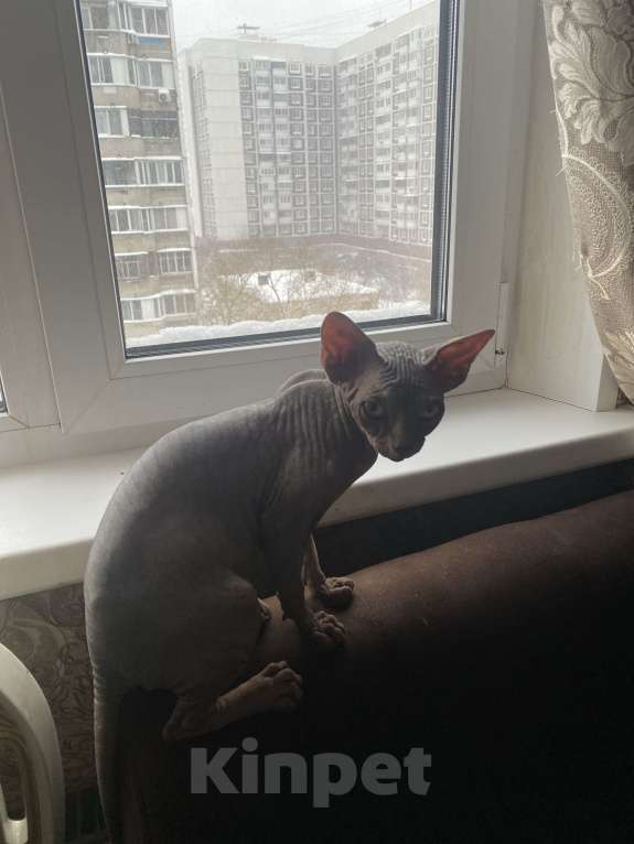 Кошки в Москве: Харизматичный канадский котенок мурчун Мальчик, 30 000 руб. - фото 3