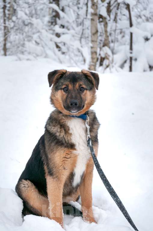 Собаки в Ногинске: Эва - ваша инвестиция в счастье! Девочка, Бесплатно - фото 6