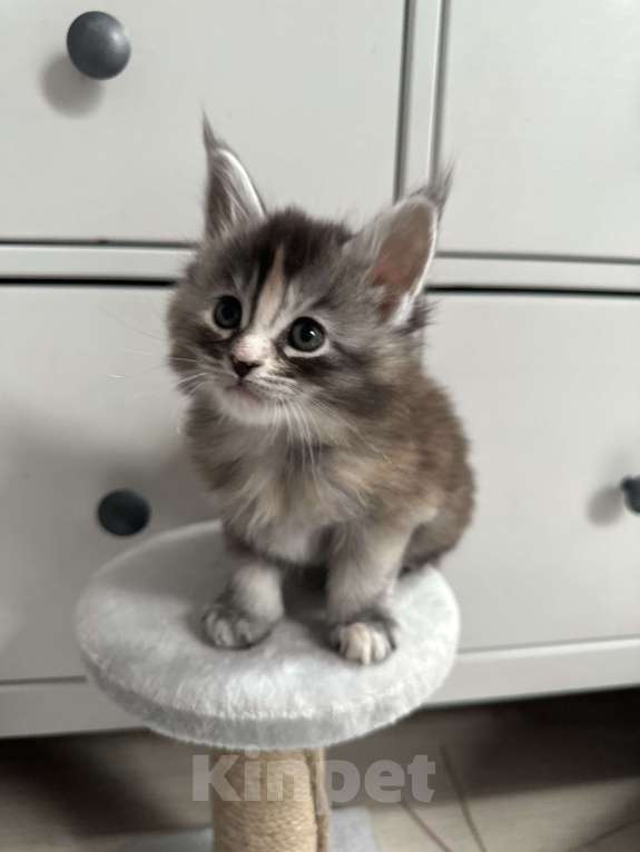 Кошки в Санкт-Петербурге: Котята мейн кун полидакты и классика Разнополые, 50 000 руб. - фото 4