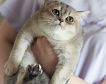 Кошки в Владивостоке: Британский котенок. Голубая золотистая девочка Девочка, 50 000 руб. - фото 5