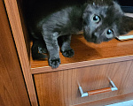 Кошки в Балашихе: В добрые руки Девочка, Бесплатно - фото 1