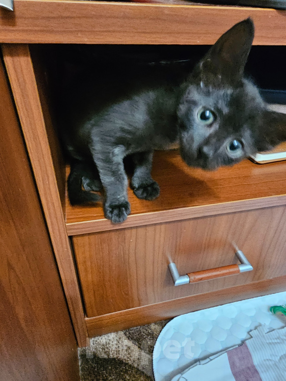 Кошки в Балашихе: В добрые руки Девочка, Бесплатно - фото 1
