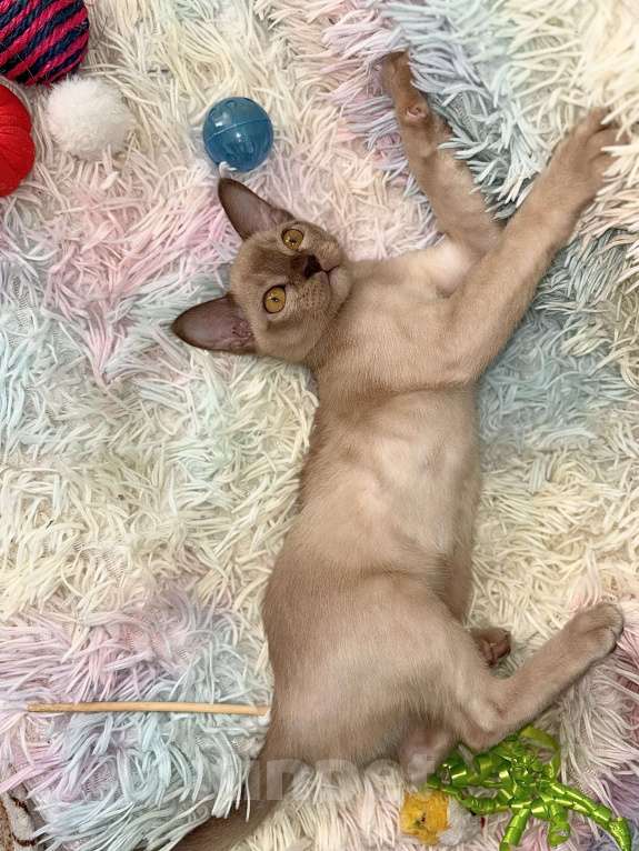 Кошки в Москве: Бурманские котята Девочка, 60 000 руб. - фото 9