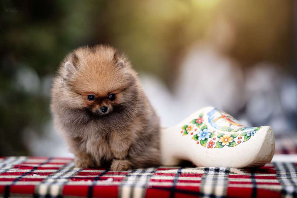 Собаки в Видном: Рыжий миниатюрный мальчик Мальчик, 35 000 руб. - фото 5