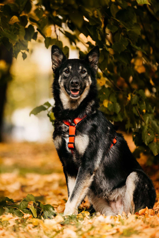 Собаки в Москве: Муза  Девочка, Бесплатно - фото 5