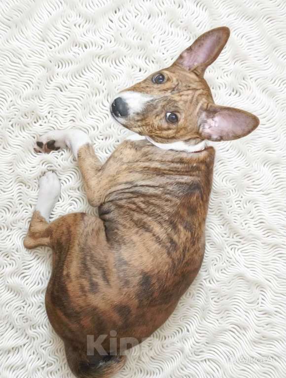 Собаки в Архангельске: Щенок басенджи Девочка, 60 000 руб. - фото 3