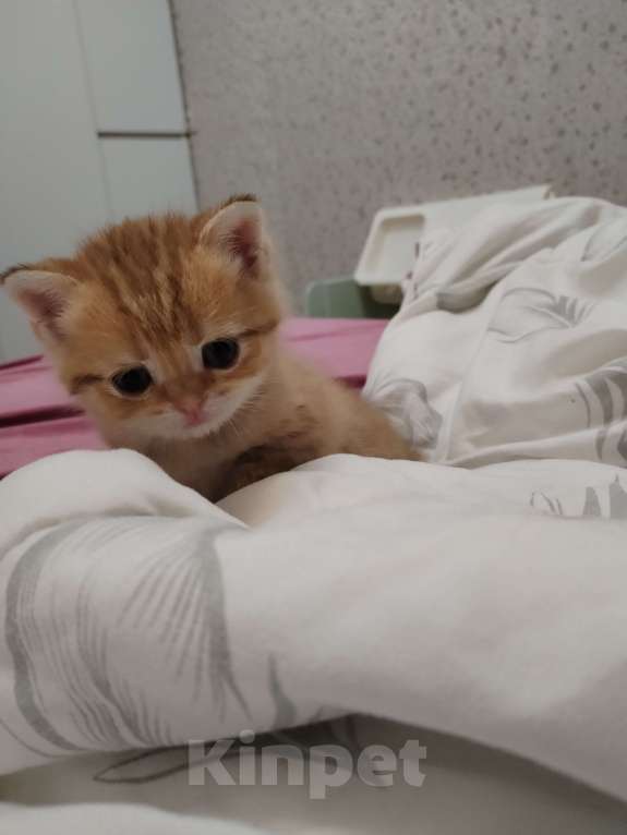 Кошки в Астрахани: Продажа Девочка, 35 000 руб. - фото 2