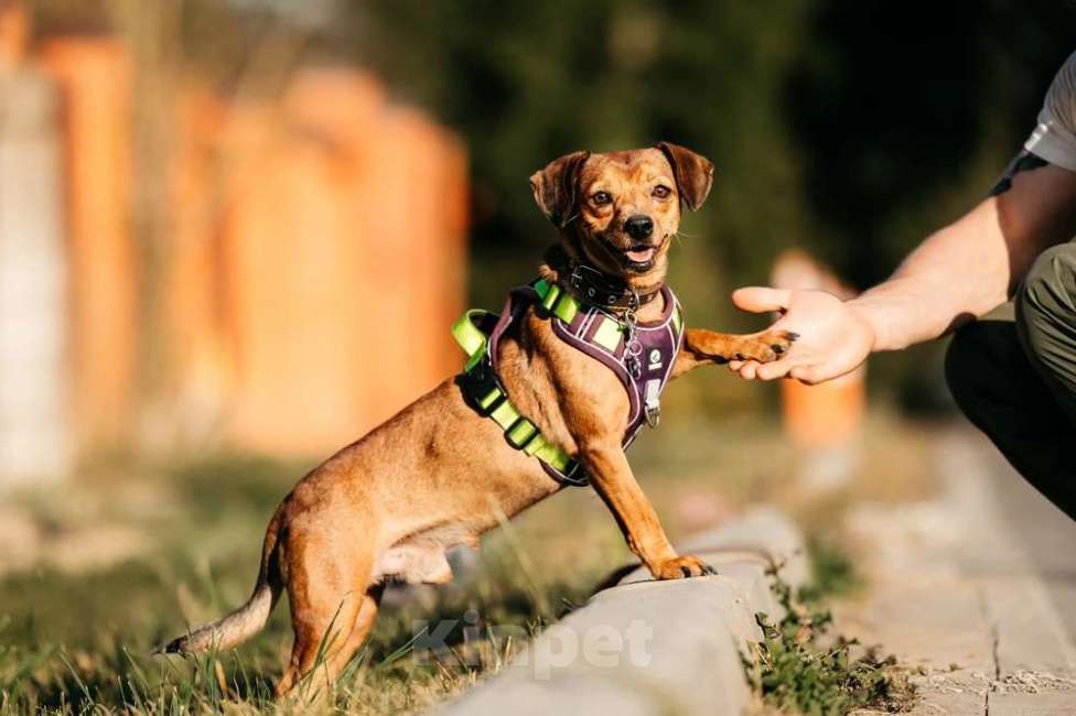 Собаки в Москве: Метис чихуахуа Чарлик в добрые руки Мальчик, 1 руб. - фото 9