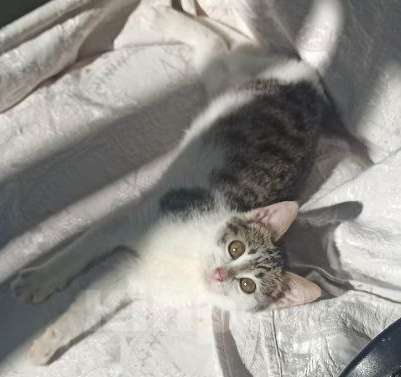 Кошки в Ульяновске: Ласковая девочка 2 мес. Девочка, Бесплатно - фото 5