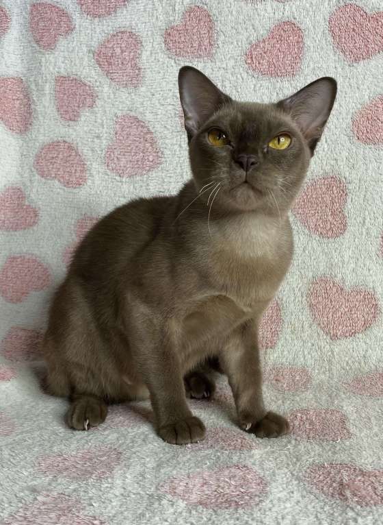 Кошки в Дмитрове: Шоколадная бурманская девочка Оливия Девочка, 20 000 руб. - фото 3