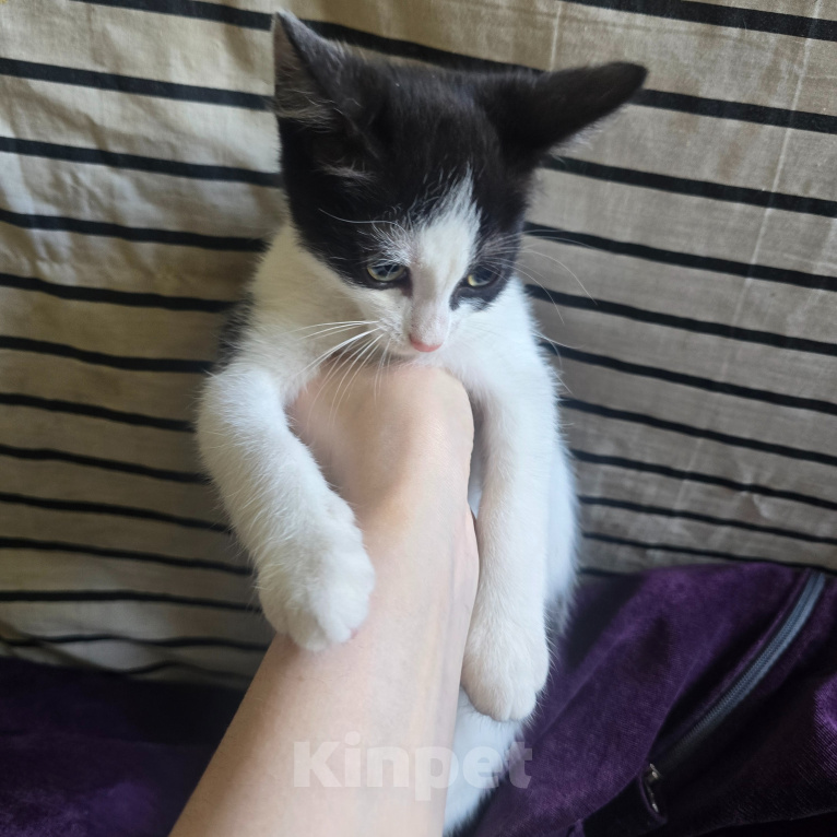Кошки в Москве: Черно-белый котенок в добрые руки Мальчик, Бесплатно - фото 6