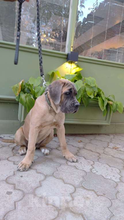 Собаки в Краснодаре: Кане Корсо Щенок  Девочка, 70 000 руб. - фото 6