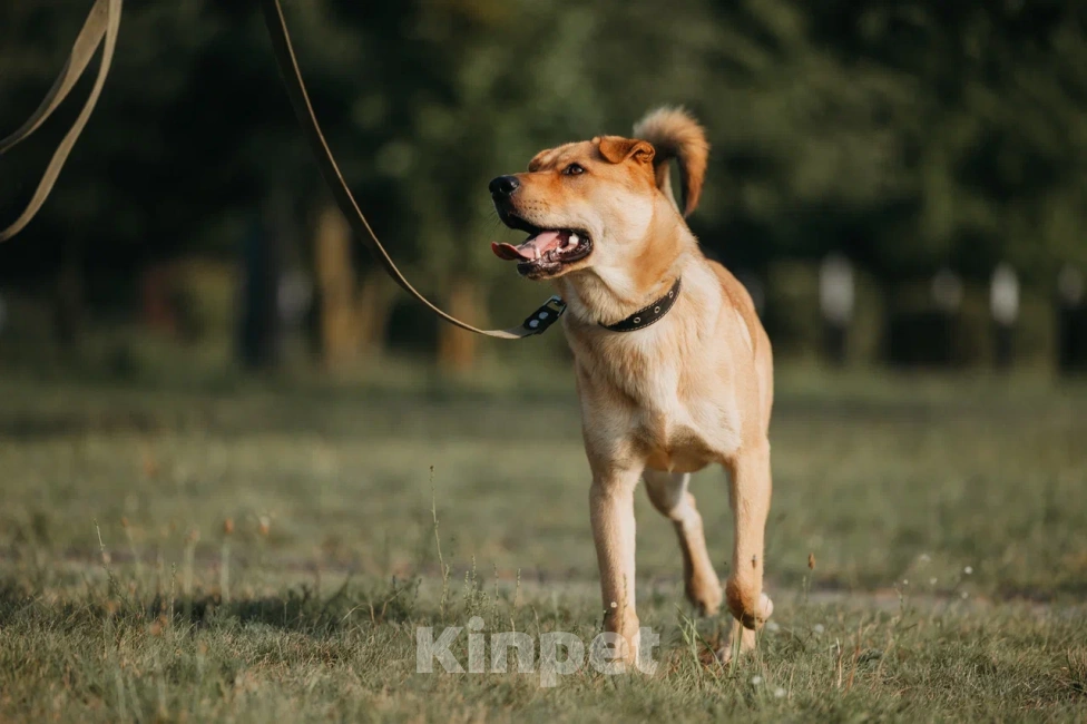Собаки в Бору: Метис шарпея в добрые руки Мальчик, Бесплатно - фото 4