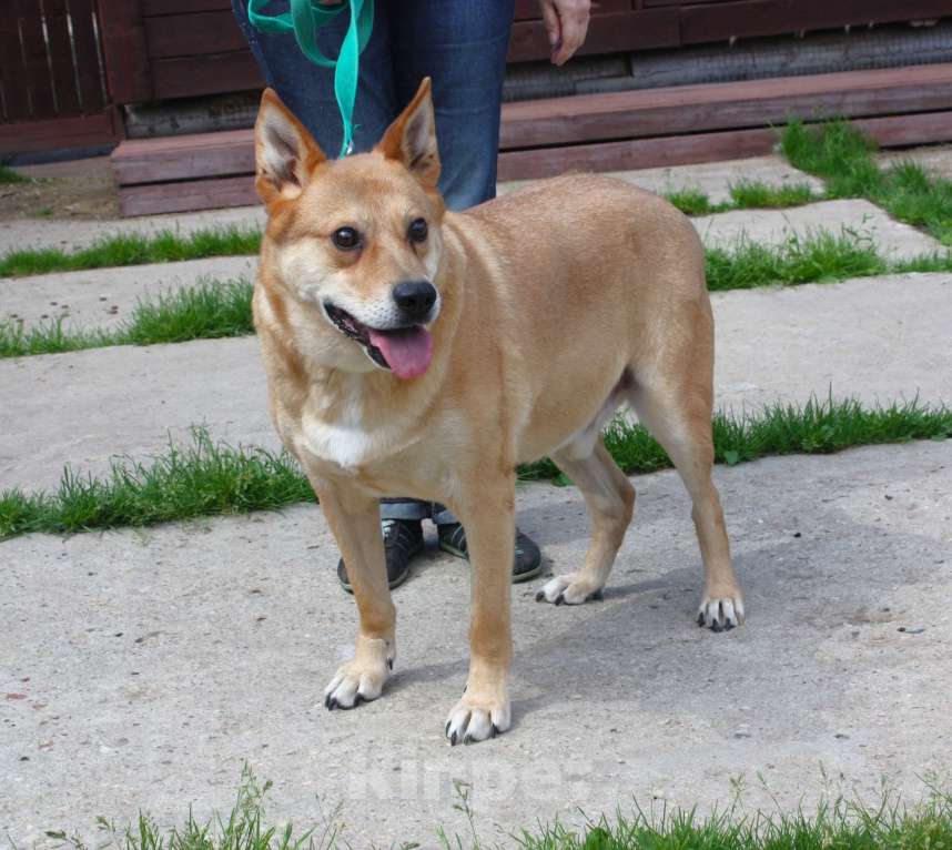 Собаки в Москве:  Рыжик ищет своих людей - ШАНС на дом Мальчик, Бесплатно - фото 7
