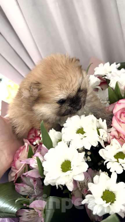Собаки в Красноярске: Померанский шпиц девочка 1 Девочка, 60 000 руб. - фото 4