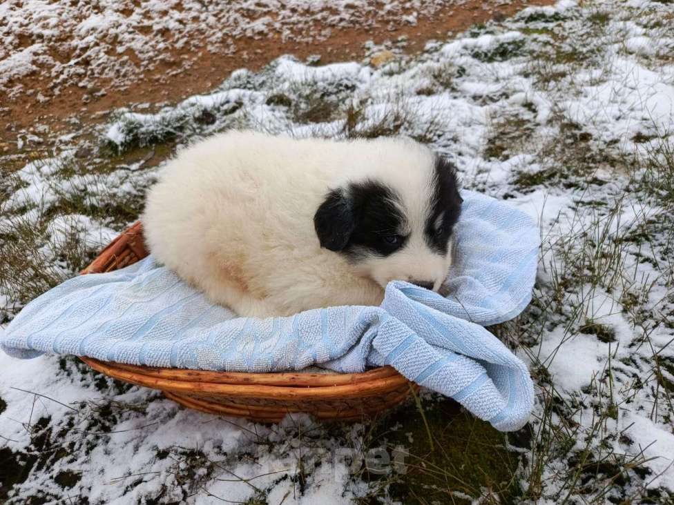 Собаки в Малоярославце: щенки пиренейской горной собаки_мальчик 1 Мальчик, 40 000 руб. - фото 7