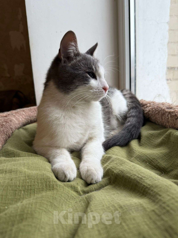 Кошки в Ростове-на-Дону: Кот Кося в добрые руки  Мальчик, Бесплатно - фото 3