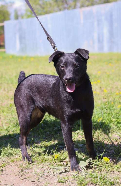 Собаки в Москве: Маленькая собачка Рони в добрые руки  Мальчик, Бесплатно - фото 3