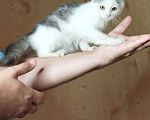 Кошки в Москве: Котёнок в добрые руки  Мальчик, Бесплатно - фото 2