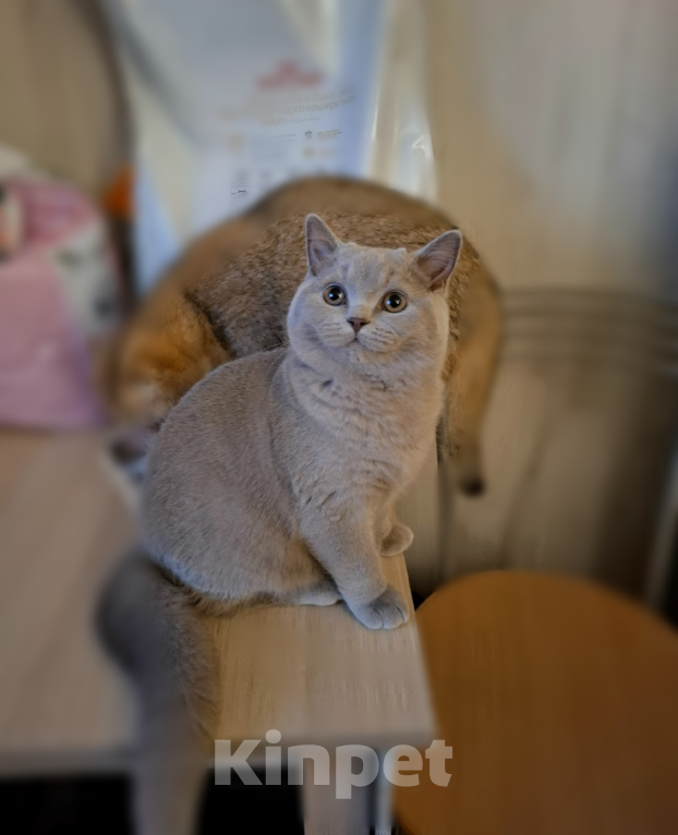 Кошки в Санкт-Петербурге: Лиловый красавец. Мальчик, 35 000 руб. - фото 1