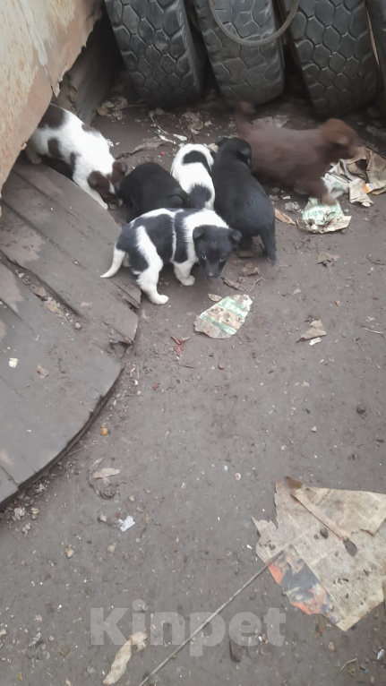 Собаки в Самаре: Даром Мальчик, Бесплатно - фото 3