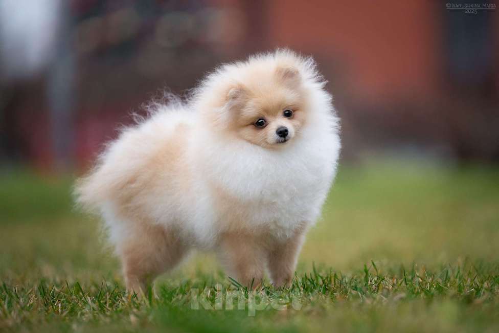 Собаки в Москве: щенок померанского шпица, мальчик Мальчик, 45 000 руб. - фото 1