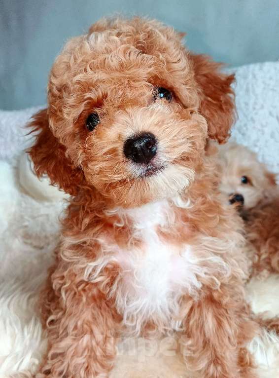 Собаки в Москве: Мальтипу мальчик Спрингл Мальчик, 100 000 руб. - фото 6