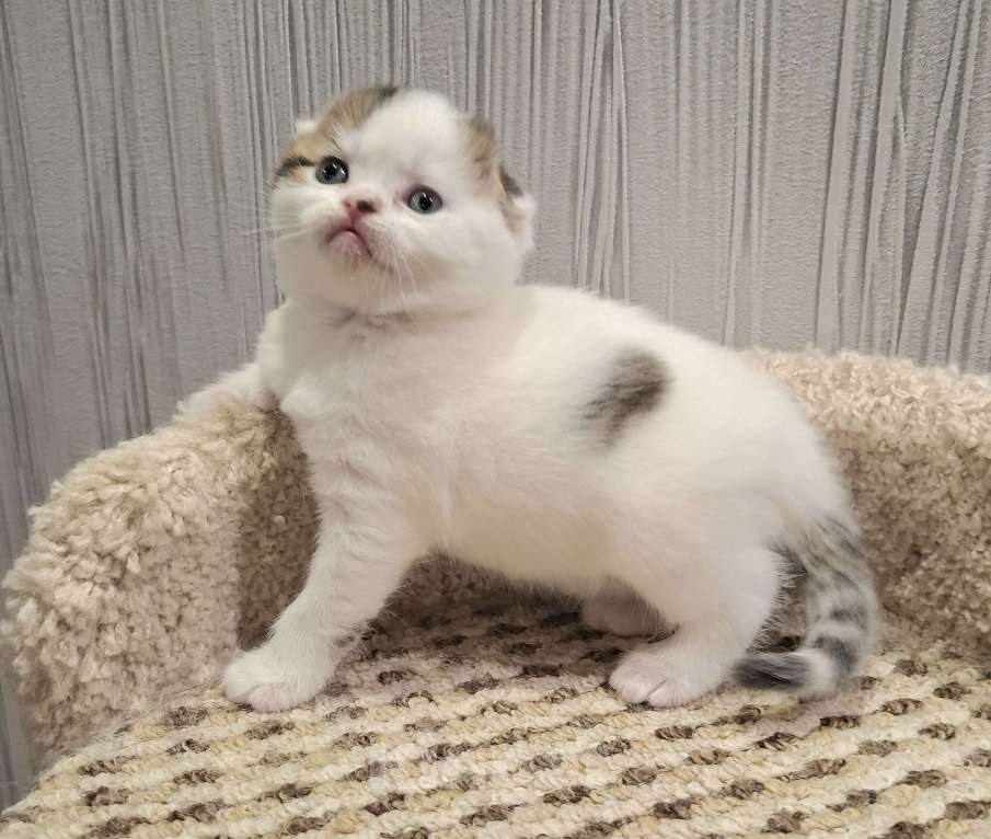 Кошки в Ярославле: Шотландский вислоухий короткошерстный мальчик Мальчик, 30 000 руб. - фото 4