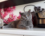 Кошки в Мглине: Вязка британский кот, 1 руб. - фото 6