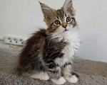 Кошки в Калаче-На-Доне: Котята мейн кун, 30 000 руб. - фото 5