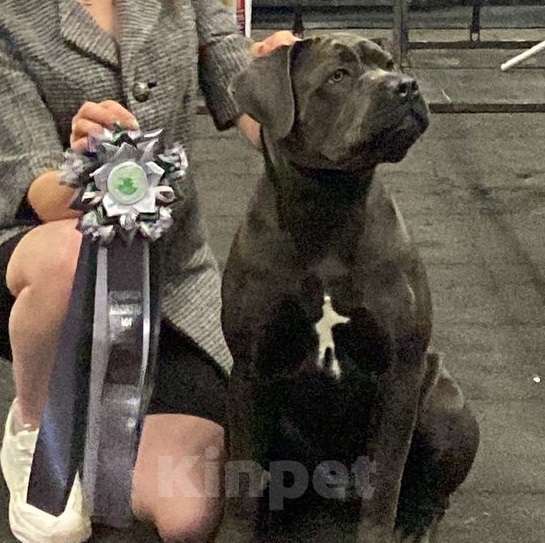 Собаки в Ростове-на-Дону: Щенки Кане Корсо (дети чемпионов) Мальчик, 60 000 руб. - фото 5